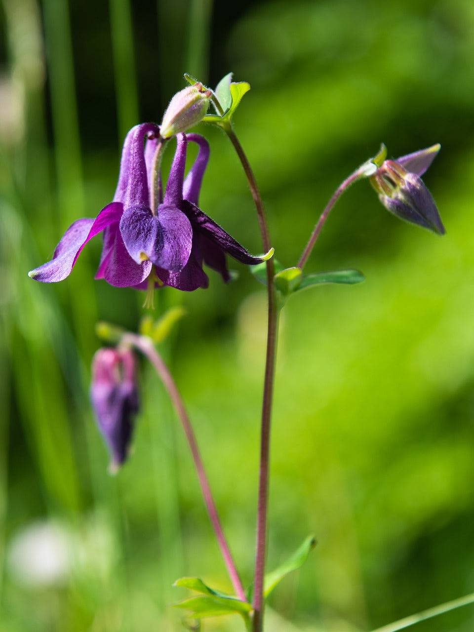 Blume Akelei