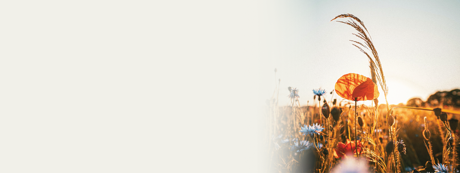 Blumen auf Feld unter anderem Klatschmohn und Kornblumen